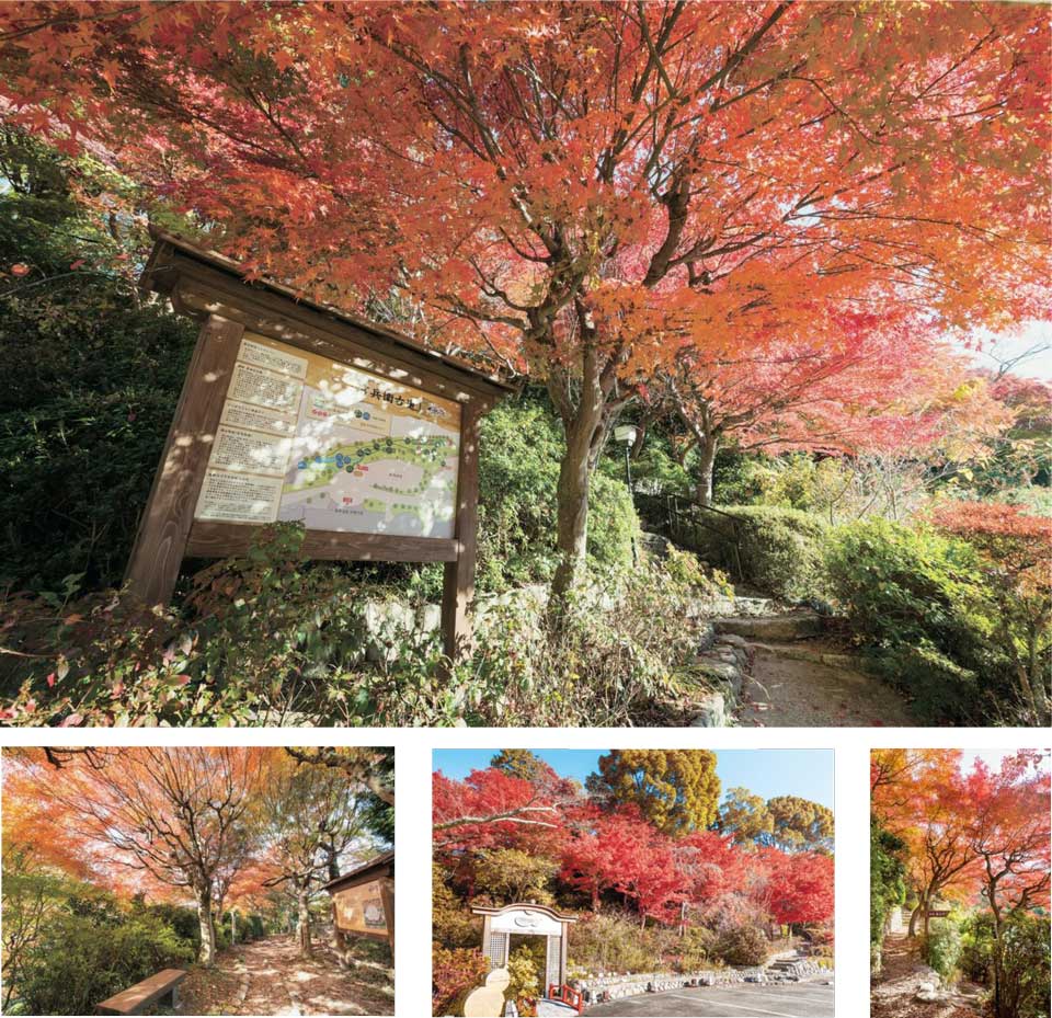 「太閤四季彩園」紅葉の棚田ならびにライトアップの模様 