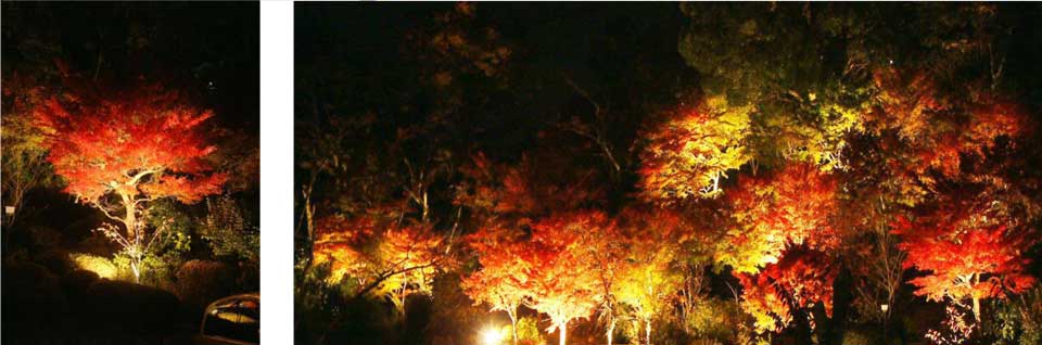 「太閤四季彩園」夜間ライトアップの様子